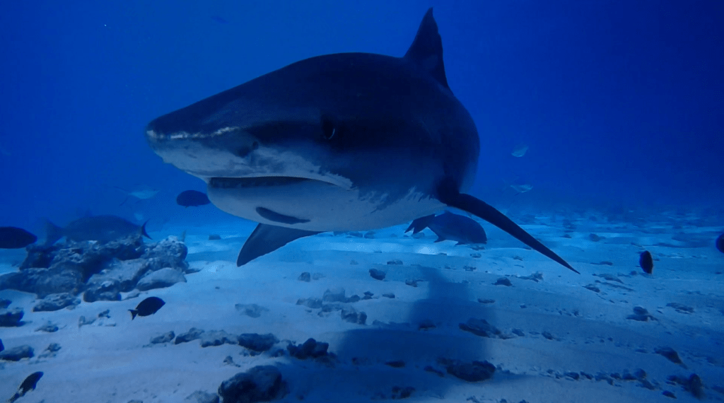 2024D_ดำน้ำดูฉลามเสือคนเดียวที่มัลดีฟส์